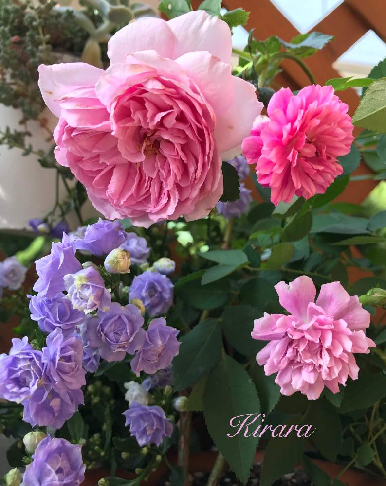 小さな庭の画像 by キララさん | 小さな庭とムラサキの花とカンパニュラ♡とバラのある暮らしとGS映えとお花に癒されてと淡い色合いとカンパヌラ ブルーワンダーと花色が素敵と花のある暮らしとバラ・ミニバラとスモールガーデンと花色が可愛いとスイートチャリオット