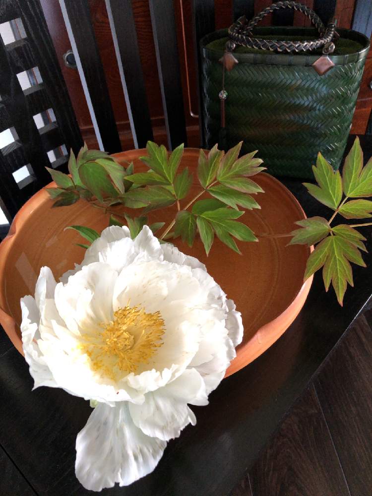 和室の画像 by りゅんさん | 和室と#芍薬と芍薬楽しみと芍薬♡と花のある暮らしと芍薬の花と芍薬 大好き♡