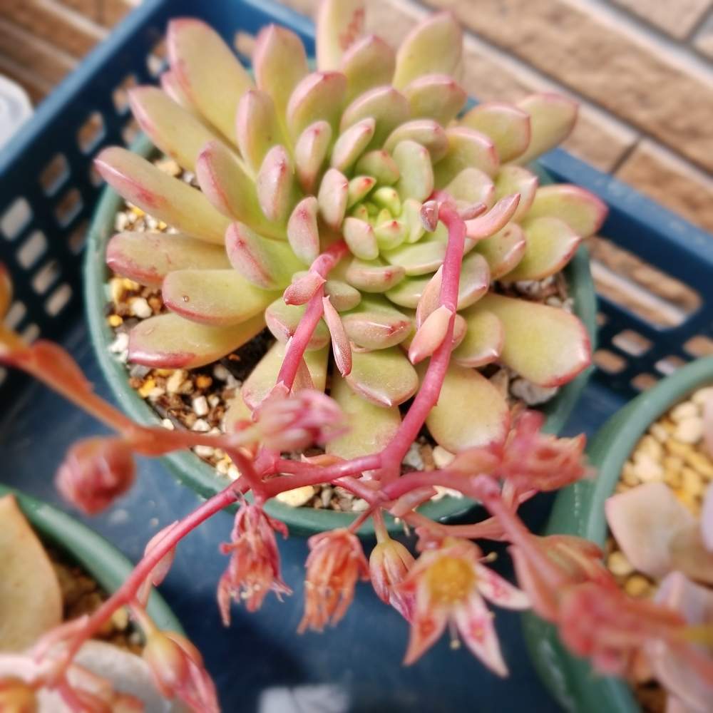 の画像 by masarinさん | ピンクルルビーと多肉植物とお花が咲きました❤️と多肉大好きと記録用と多肉植物 多肉の有るくらし
