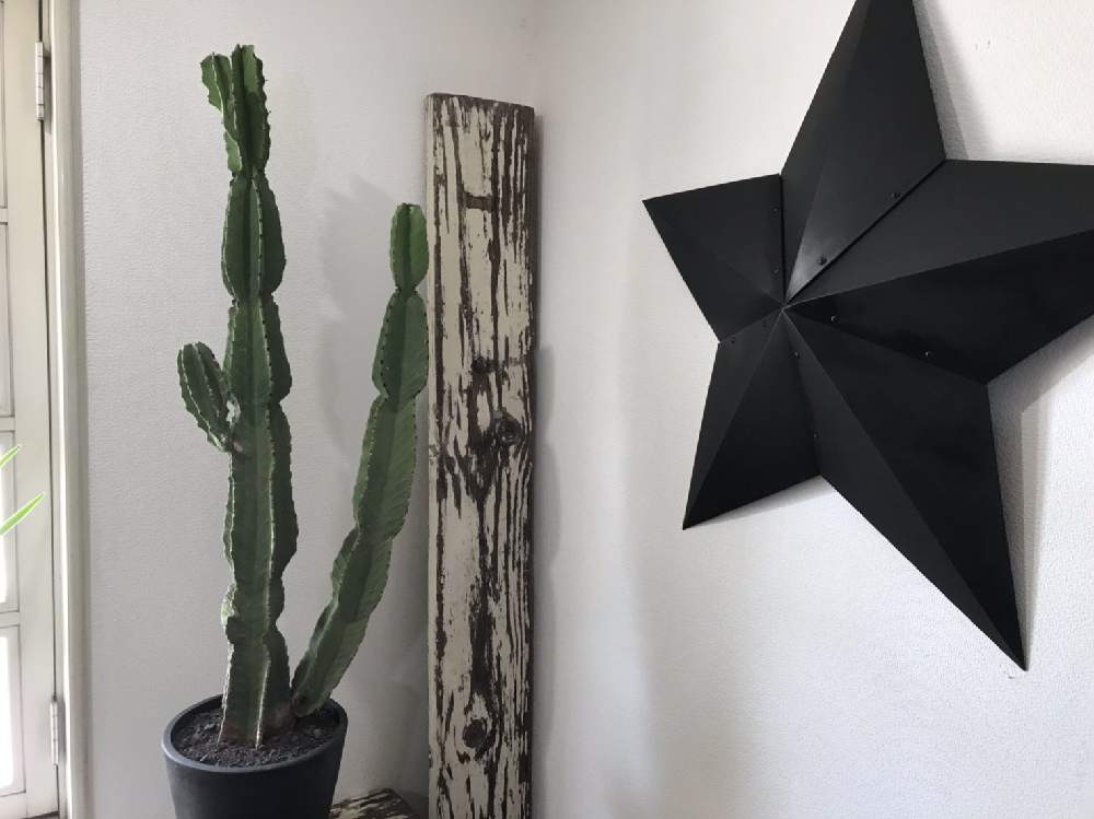 の画像 by CLUTCH FURNITUREさん | 大王キリンと多肉植物と黒プラ鉢と植物と暮らすとサボテン科と男前植物とボタニカルライフとグリーンのある暮らしと黒プラ鉢ある生活とプラ鉢と希少種と希少と緑のある暮らしとナチュラルインテリアと多肉女子と珍奇植物とユーフォルビアと葉っぱアートと神戸市西区と神戸とボタニカルショップ