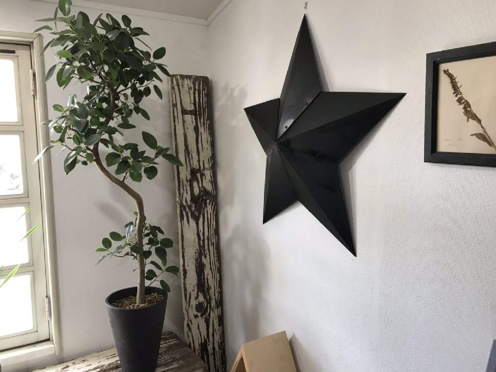 の画像 by CLUTCH FURNITUREさん | フランスゴムの木とフランスゴムと黒プラ鉢と植物と暮らすとボタニカルライフとグリーンのある暮らしと黒プラ鉢ある生活と暮らしを楽しむと緑のある暮らしとナチュラルインテリアと樹形とフィカス属と葉っぱアートと神戸市西区と神戸とボタニカルショップとゴムの木❇︎
