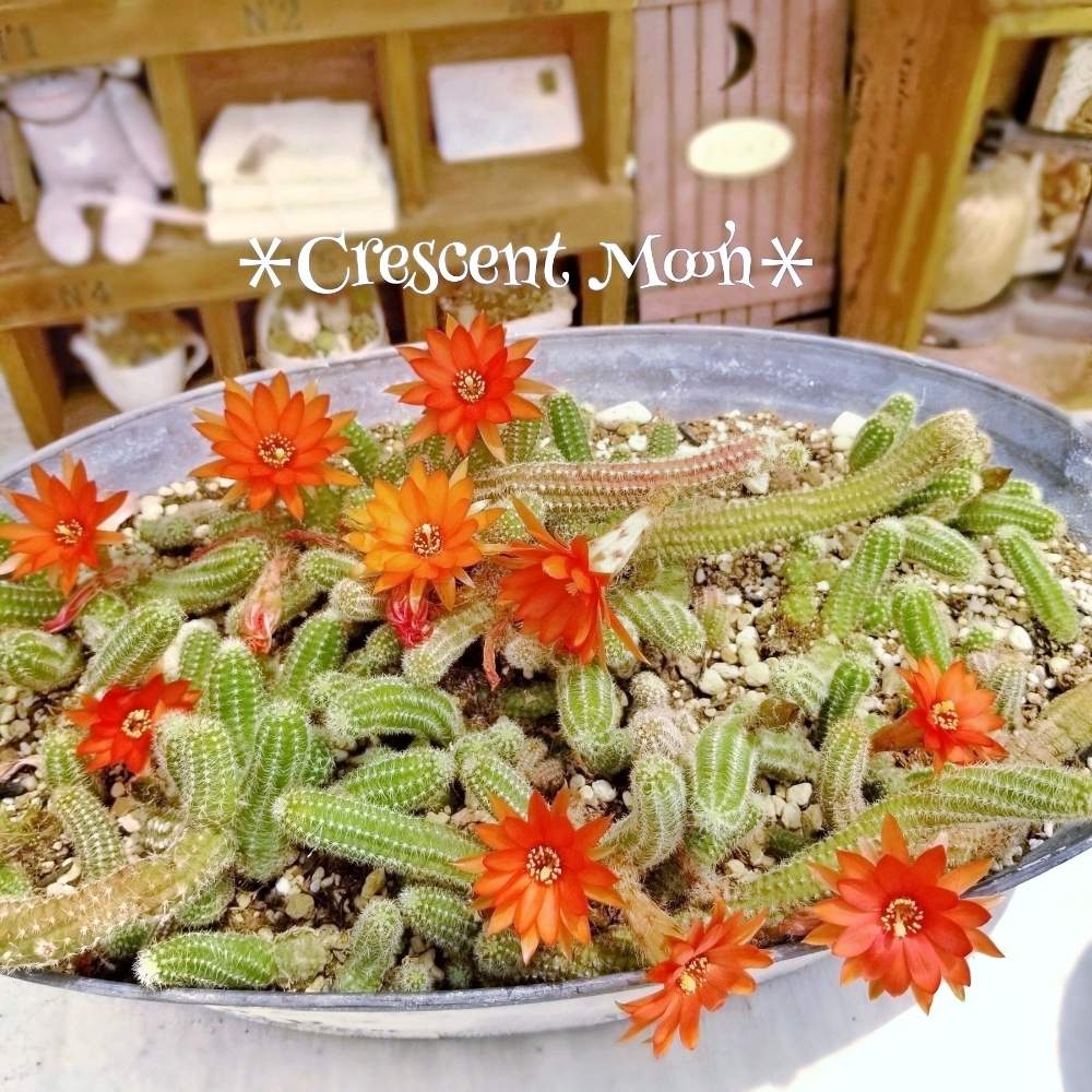 棚の画像 by *☆三日月☆*さん | 棚と多肉植物とHTCとサボテン科と植物のある暮らしと多肉のある暮らしと雑貨好き♡と白壇♪と多肉寄せ植え