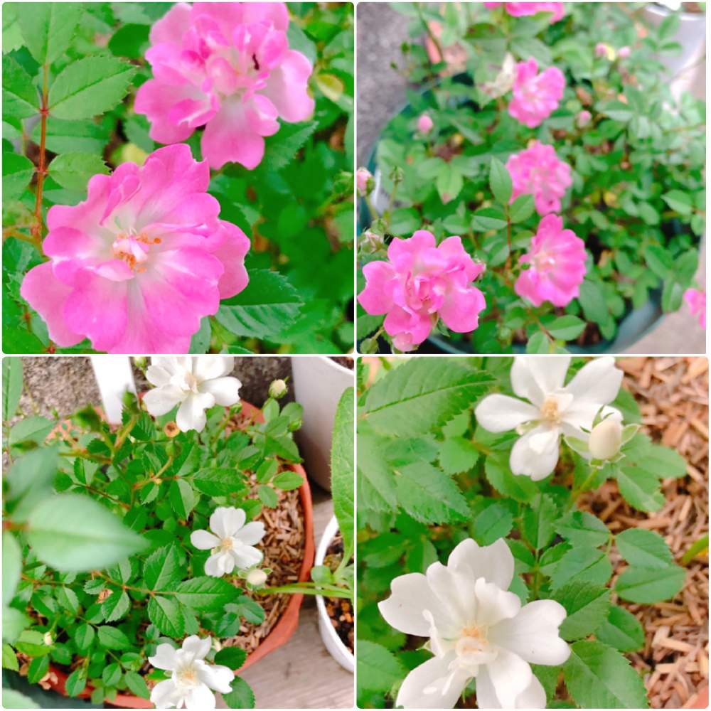 小さな庭の画像 by ハロさん | 小さな庭とレンゲローズとシロレンゲとスマホ撮影と植物のある暮らしとgardeningとflowersとバラのある暮らしと植物と緑のある暮らしとpinkとガーデニングと花のある暮らしとgreenとWHITE