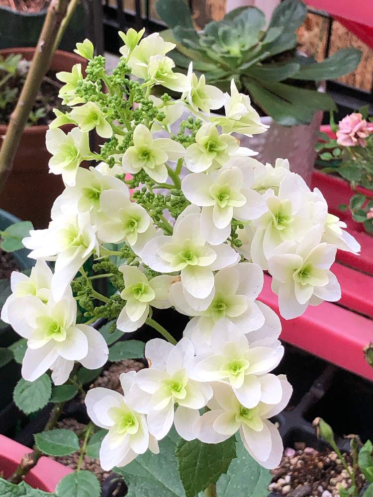 の画像 by せっちゃんばぁばさん | 柏葉紫陽花とグリーンのある暮らしと雨がお似合いとぶきっちょガーデナーと節約ガーデナーとお買い得とGSミニモニ。と欲しかったお花と綺麗な色合いとズボラガーデナーと花のある暮らしと雨がお似合い☔と『あじさい2019』フォトコンテスト