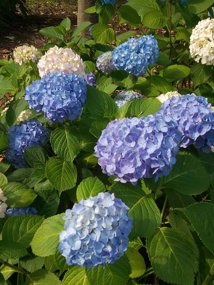 の画像 by あやさん | アジサイと紫陽花 アジサイ あじさい
