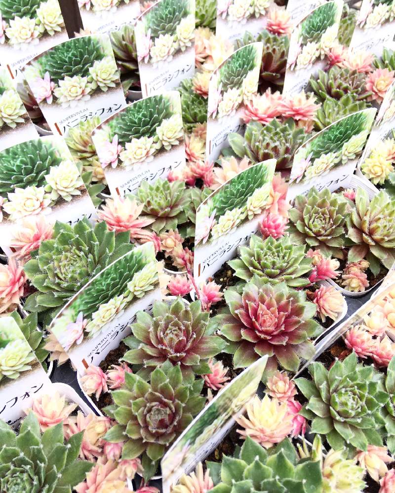 の画像 by 多肉植物専門店 RuPo“ルポ”さん | セダム属とアエオニウム マリド錦とサボテン科とバニラシフォン❤️とだるま秀麗✧とRUPOとサボテン*"とRuPoさんと韓国産とアエオニウム属とバニラ シフォンと和歌山と和歌山県とセダム寄植えとGreenSnapmarcheとセンペルバニラシフォンと黒法師☆とサボテンの花と多肉・黒法師とRUPOさんの多肉