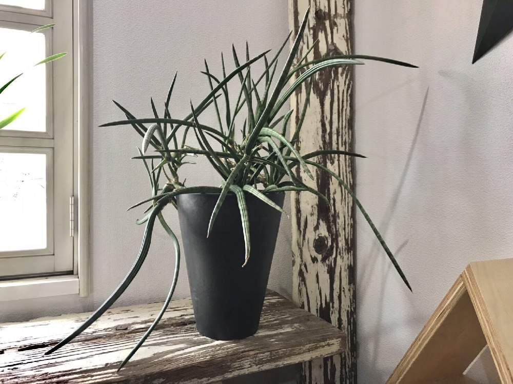 の画像 by CLUTCH FURNITUREさん | サンスベリアとサンセべリアと多肉植物と黒プラ鉢と植物と暮らすと男前植物とボタニカルライフと黒プラ鉢ある生活とサンセベリア属とサンスベリア属とプラ鉢と希少種と暮らしを楽しむと緑のある暮らしとナチュラルインテリアと樹形と多肉女子と珍奇植物と葉っぱアートと神戸市西区と神戸とボタニカルショップ