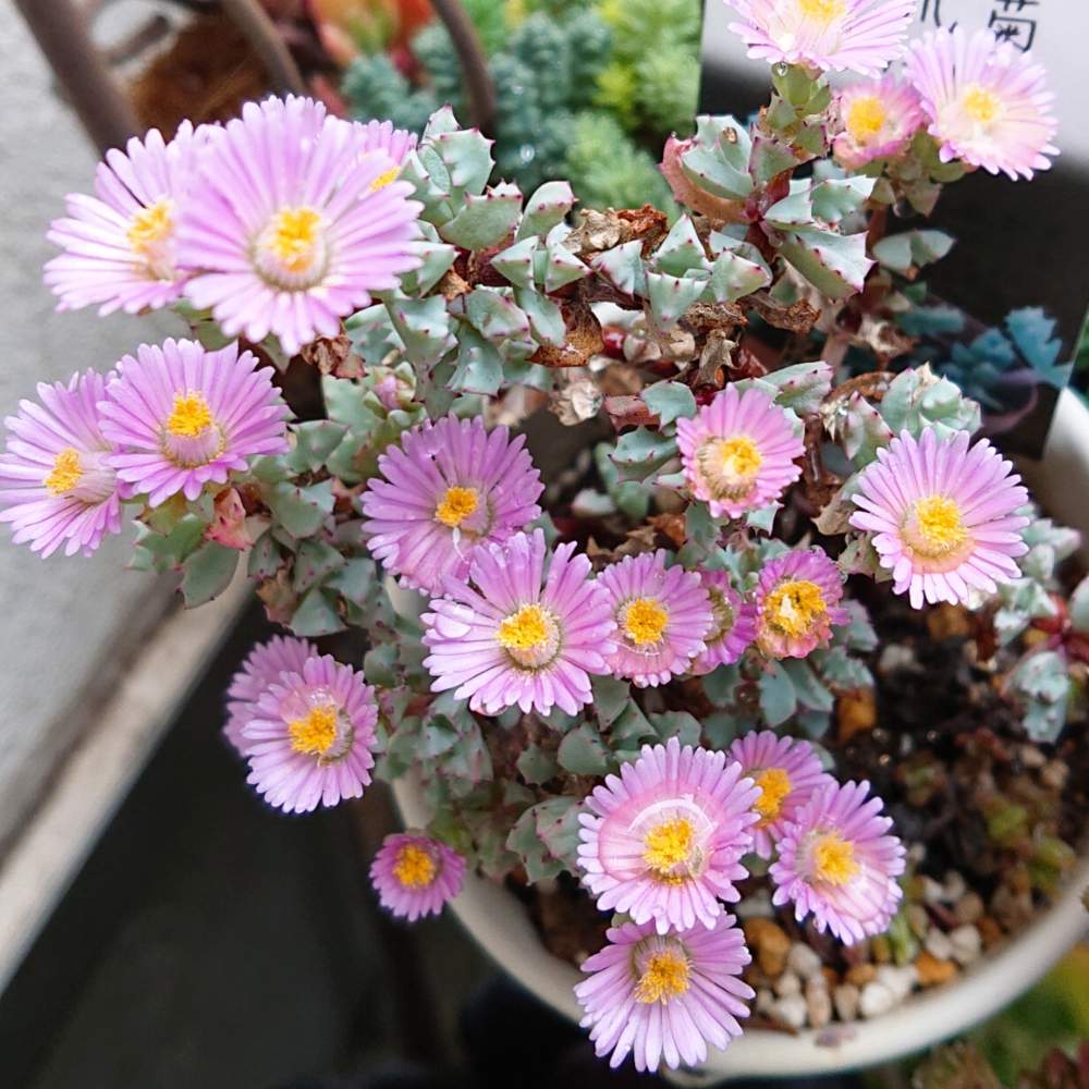 エクステリアの画像 by *aco*さん | エクステリアと琴爪菊(キンソウギク)と多肉植物とHTCとわが家の多肉スペースと多肉植物のある暮らしと多肉女子とガーデニングとかわいいな♡