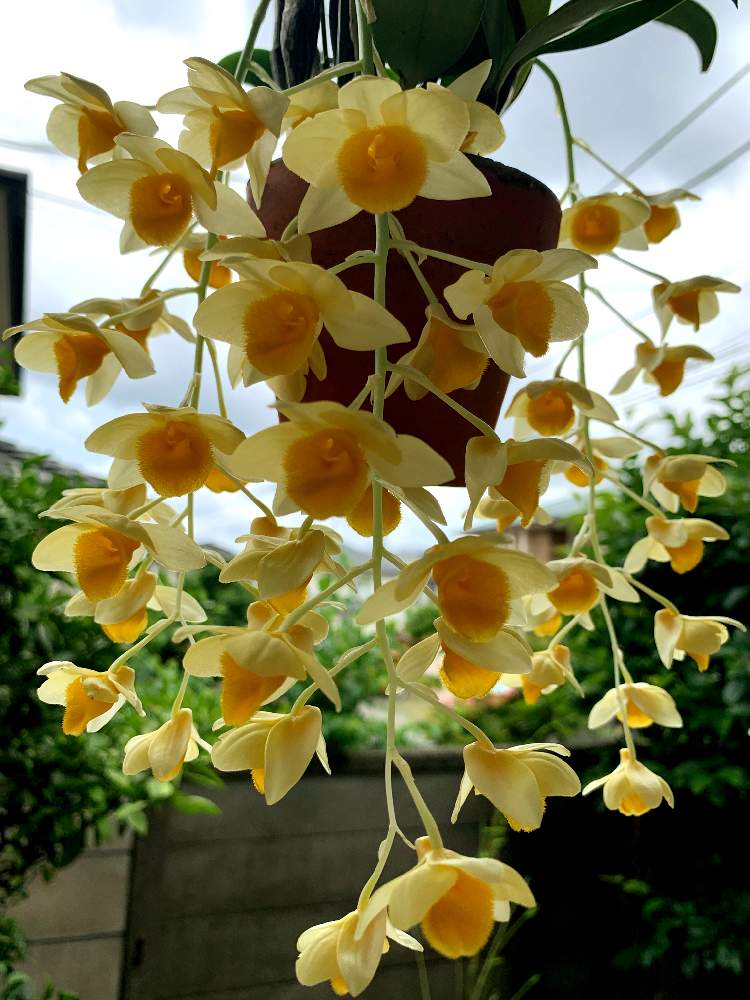 窓辺の画像 by ちさぴーさん | 窓辺とデンドロビウム グリフィッシアナムと蘭の花とGS日和と植中毒と洋ランとうれしい!とデンドロビウム属ときいろいお花と花のある暮らしとかわいいな♡とげんき!と花が好きと洋ランの花とサンシャインらん展