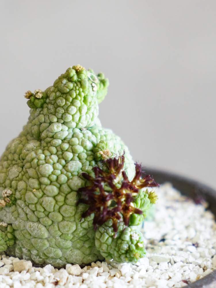 の画像 by MURAさん | プセウドリトス ミグイルティヌスと多肉植物とハンドメイド 鉢と花自慢と自作鉢と珍奇植物とビザールプランツと咲いた!とオリジナル 鉢
