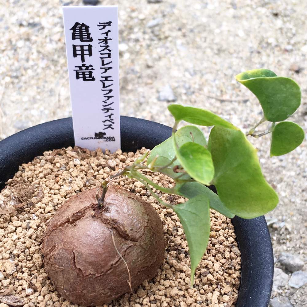 の画像 by 多肉植物専門店 RuPo“ルポ”さん | リプサリスクラバータと韓国苗販売とRUPOとサボテン*"とユーフォルビア属ソテツキリンと韓国産とアエオニウム属と和歌山県とアフリカ 亀甲竜とサボテンの寄せ植えとアデベリアと多肉女子とGreenSnapmarcheと韓国苗とマッコス Ⓜ︎と花のある暮らしとRUPOさんの多肉とGREEN UP!とクラバータ。と亀甲竜。