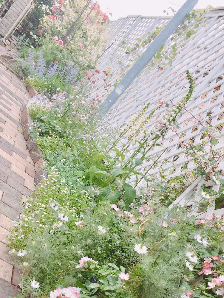 小さな庭の画像 by Mの森さん | 小さな庭とバレリーナとHTCと薔薇愛同盟とマイガーデンと植中毒と花のある暮らしとMの森の薔薇2019