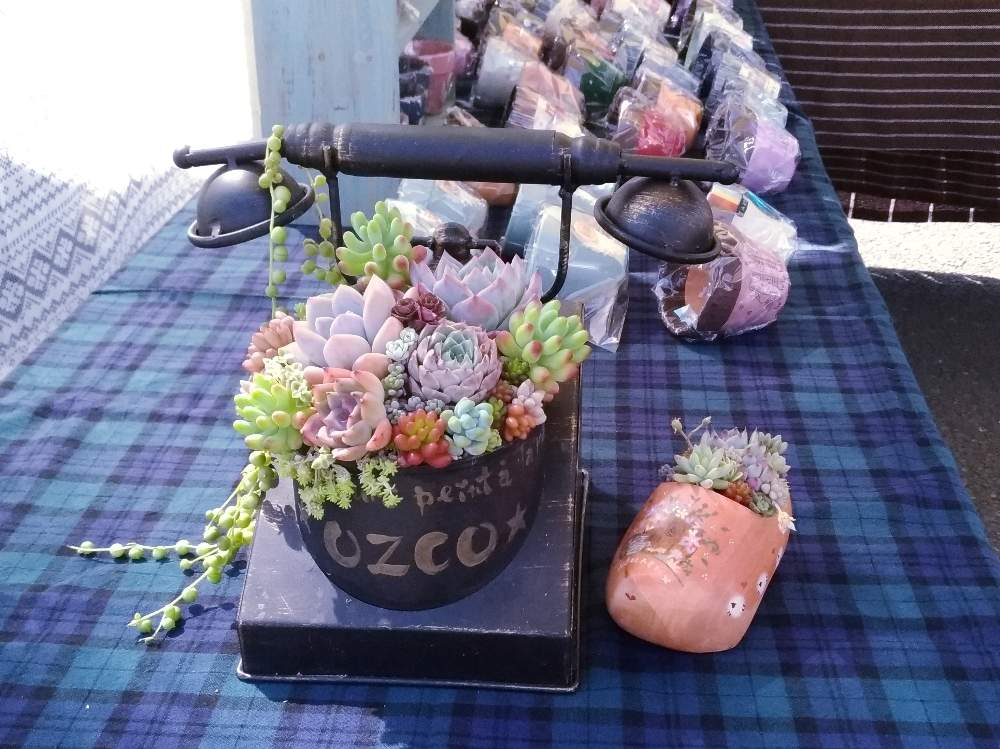 の画像 by ozco70さん | 多肉植物とozco鉢とビザールファームスプリングフェスと寄せ植えと手描き鉢とビザールファームとリメ鉢と多肉女子とフリーハンドとリメイク鉢