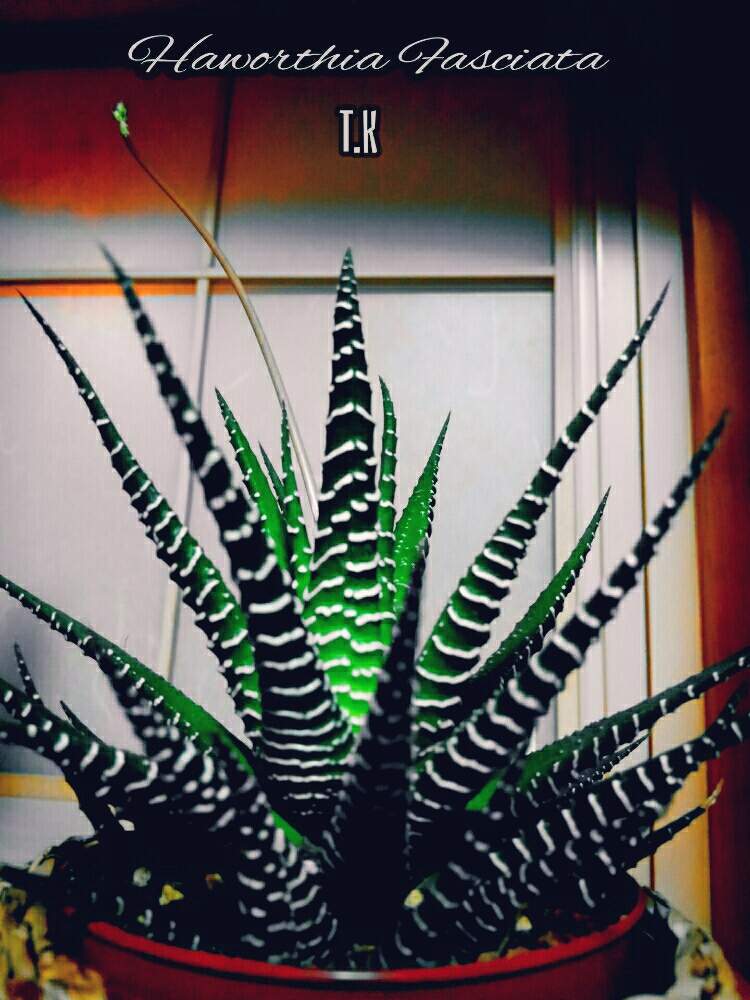 和室の画像 by T.Kさん | 和室と観葉植物を楽しむと観葉植物と植物男子とハオルチア属と和室での一枚とハオルチア・十二の巻とハオルシア属 と 十二の巻とタニク初心者