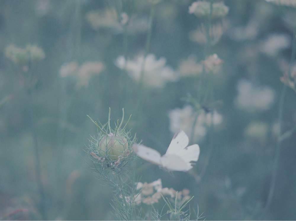 広い庭の画像 by mixxさん | 広い庭とニゲラとクロタネソウとニゲラの実と花のある暮らしとGreenSnapmarcheとGREEN UP!とお庭を彩るお花・樹木フォトコンとオールドレンズ