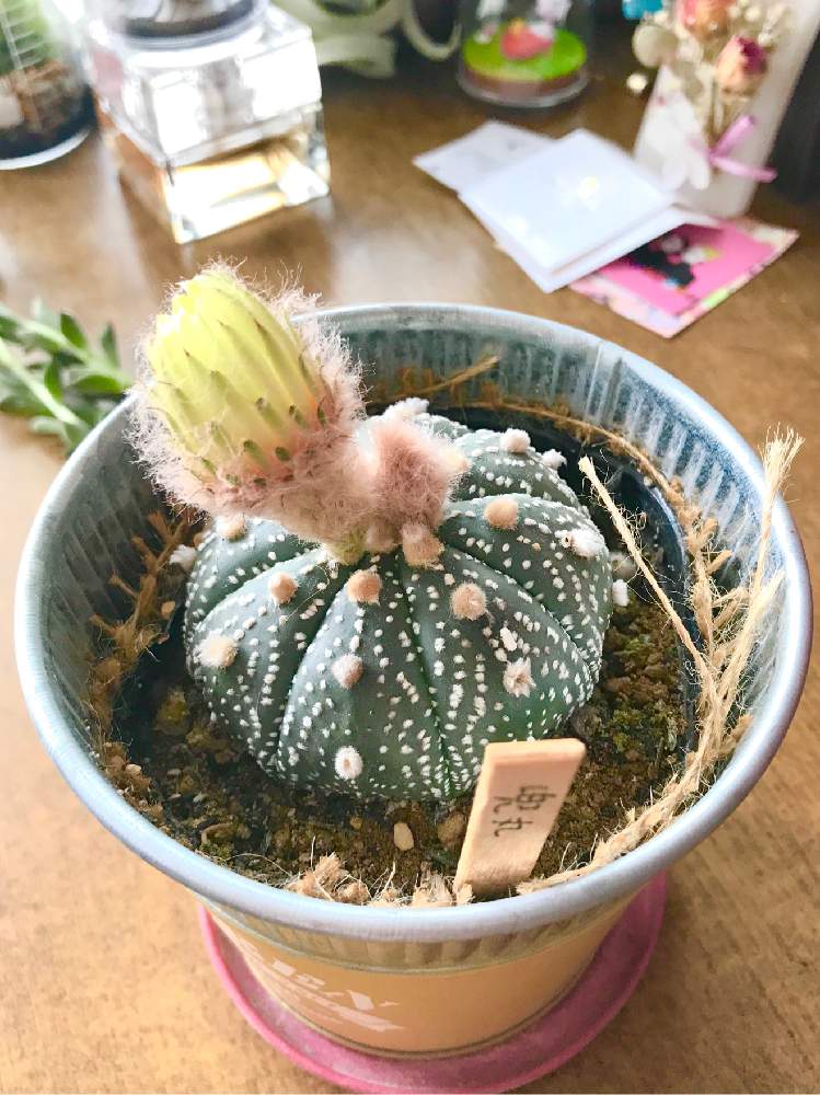 部屋の画像 by ゆずぽん✨さん | 部屋と多肉植物と多肉大好きとビスタ産と多肉女子と珍奇植物と花のある暮らしとVISTA産と兜丸の花と兜丸。