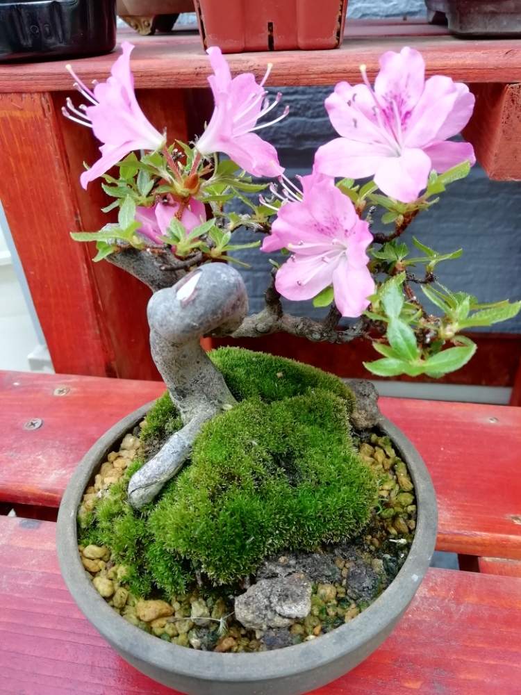 小さな庭の画像 by amonさん | 小さな庭とミヤマキリシマと開花と花盆栽と彩花盆栽と小盆栽とミニ盆栽とお花がさいたよと鉢植えとツツジ科と ツツジと小品盆栽とサツキツツジの花と盆栽