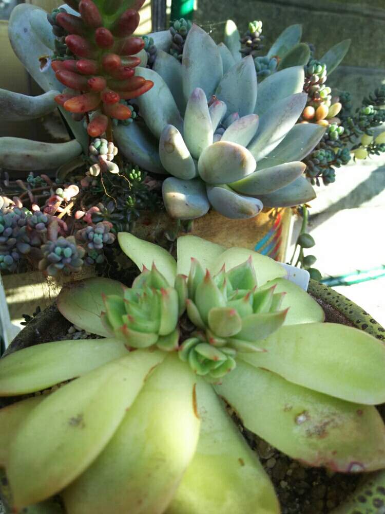 デスクの画像 by 葉菜さん | デスクと多肉植物とエケベリア属スパイシーと多肉大好きと記念撮影と植中毒とご当地リメ鉢とお一人様と鳥取県と鳥取タニラーとカッチョいい♡