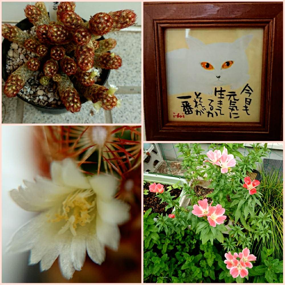 小さな庭の画像 by まゆゆさん | 小さな庭と黄金司と多肉植物とバラと夢CLUBと小さな喜びと❤️いいね、ありがとうと私の生き甲斐と私の幸せと花のある暮らしと繋がりに感謝✨と癒しのひと時