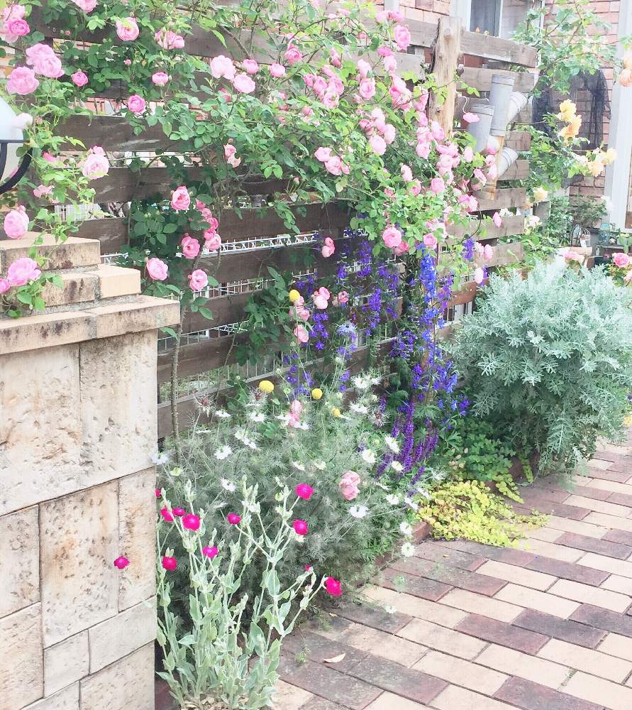 小さな庭の画像 by Mの森さん | 小さな庭とニゲラとリクニスとローブリッターとHTCとリクニス☆とニゲラの花と薔薇愛同盟とマイガーデンとつるバラとセントーレアギムノカルパ☆と植中毒とラークスパー♪とローブリッター☆とバラ・オールドローズと デルフィニウムと花のある暮らしとMの森の薔薇2019とロザリアン