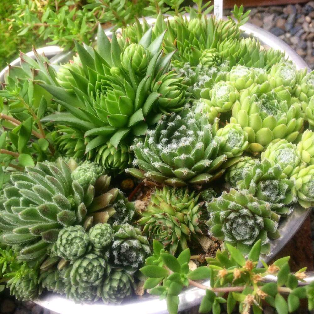 小さな庭の画像 by *いちごチョコ*さん | 小さな庭とセンベルビウムとセンペルビウム icと多肉植物と元気に育ちますようにと備忘録と多肉勉強中とタニパトと多肉大好きとインスタ販売とGS映えとどんどん増えてねと植中毒と羊毛フェルトと多肉女子とタニラーとサボにゃんこと多肉LIFEとたにおたくらぶとおおきくなあれとおうちmumと多肉病(*´˘`*)♥と❤200いいね