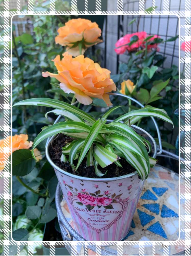 小さな庭の画像 by くろもみじさん | 小さな庭と薔薇とオリズルランといいかおりと幸せとばら バラ 薔薇と薔薇愛同盟とコルダナローズとバラの蕾と全部GSのせいだと蚊取り線香と小さな小さな庭と花のある暮らしとインフィニティーローズ☆とばら 薔薇 バラとマンダリンコルダナローズと三種の神器とバラのつぼみ