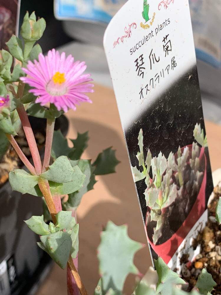 の画像 by なおさん | オスクラリア属 琴爪菊と多肉植物と花のある暮らし