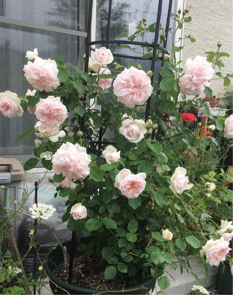 小さな庭の画像 by よりさん | 小さな庭とシンベリンとばら バラ 薔薇とバラと暮らすとお庭を彩るお花・樹木フォトコンとナチュラルガーデンと庭いじりとバラ好きとイングリッシュ・ローズとEnglish roseとズボラガーデナーとナチュラルスタイルと可愛いとガーデニングとズボラガーデニングと花のある暮らしとお庭とバラ・ミニバラとロザリアンとお花好きとティッシュとDAVID AUSTIN ROSESと庭花