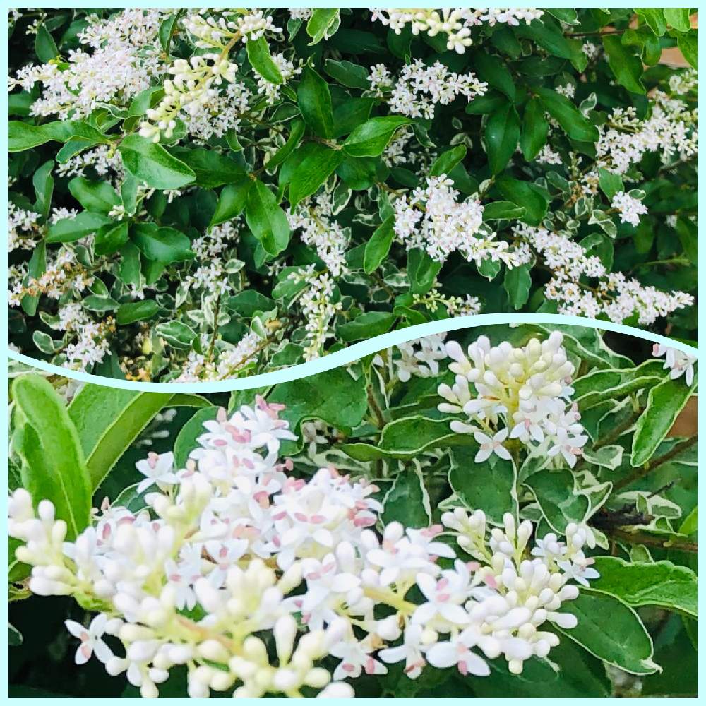小さな庭の画像 by らりるん♪さん | 小さな庭とシルバープリペットと季節の花と庭木と白い花と斑入り。と斑入り萌え❣️とお庭を彩るお花・樹木フォトコン