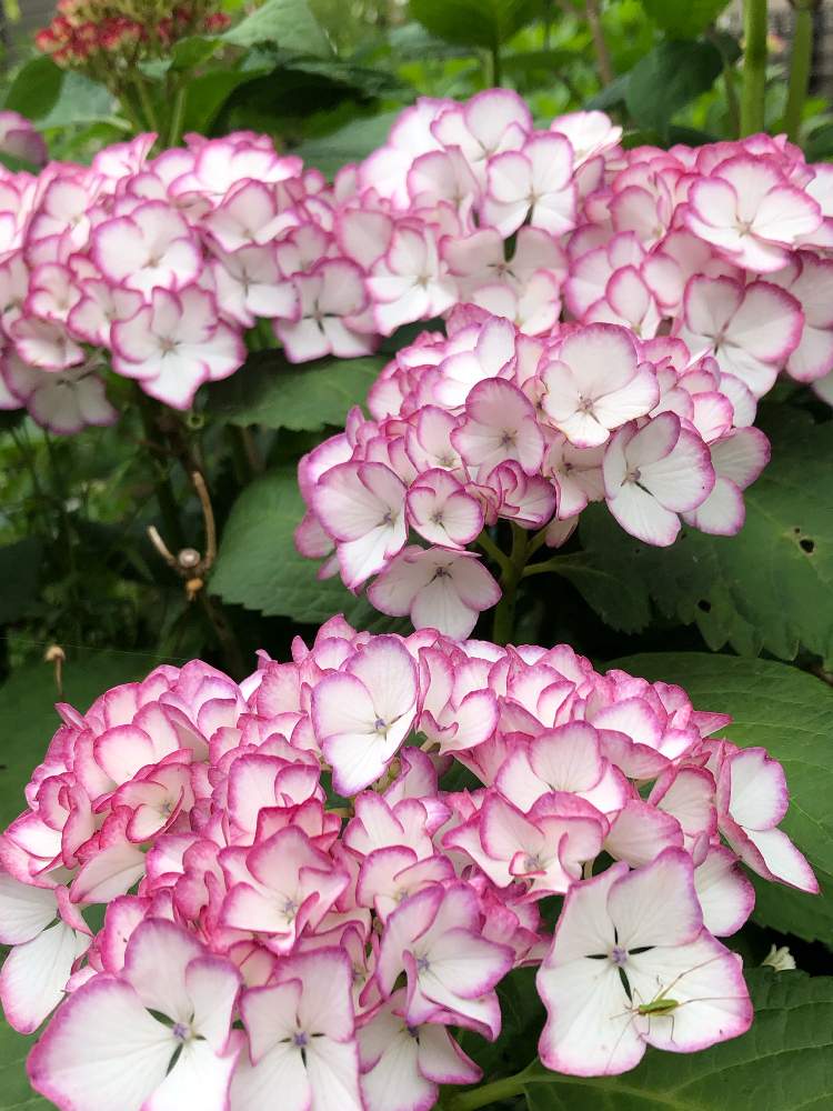 の画像 by 7033さん | ミカコとジャパーニュミカコと紫陽花 アジサイ あじさいと植中毒と毎年ありがとうと花のある暮らしとながーく咲いてね