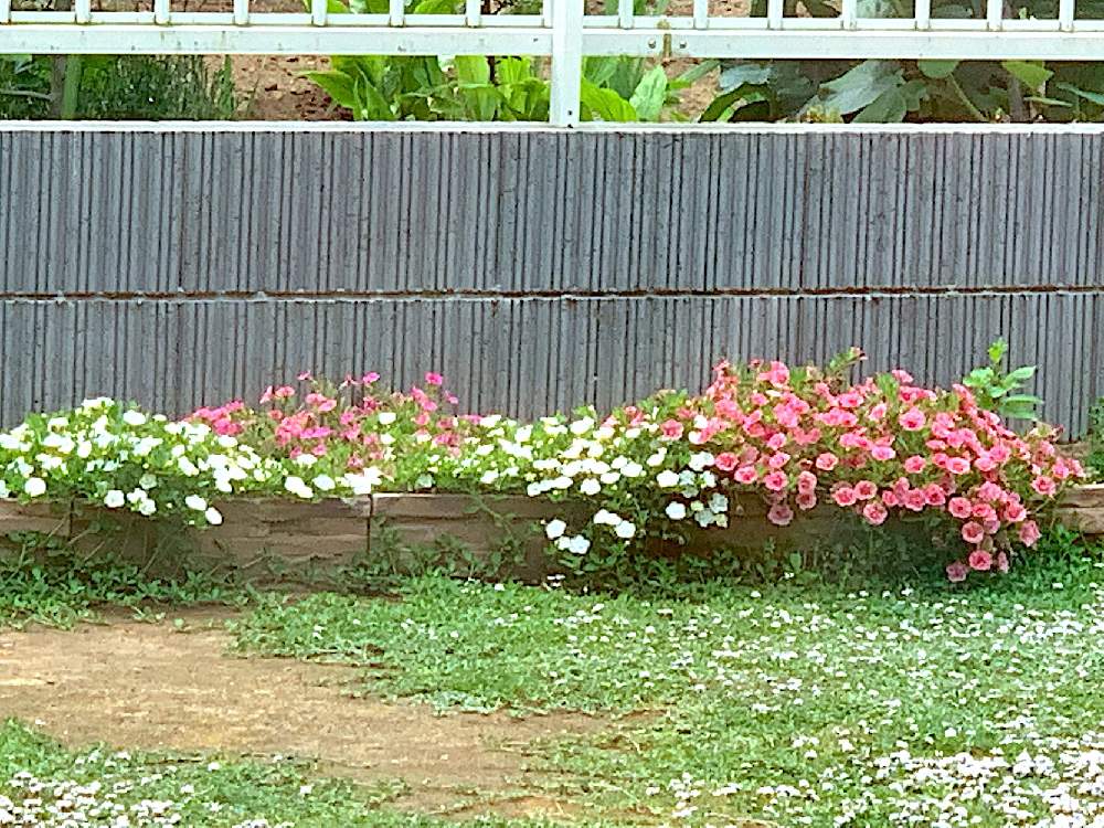 小さな庭の画像 by サニーさん | 小さな庭とカリブラコアと満開とピンク❤︎ピンクと白系の花と花のある暮らしとお花と咲いた!