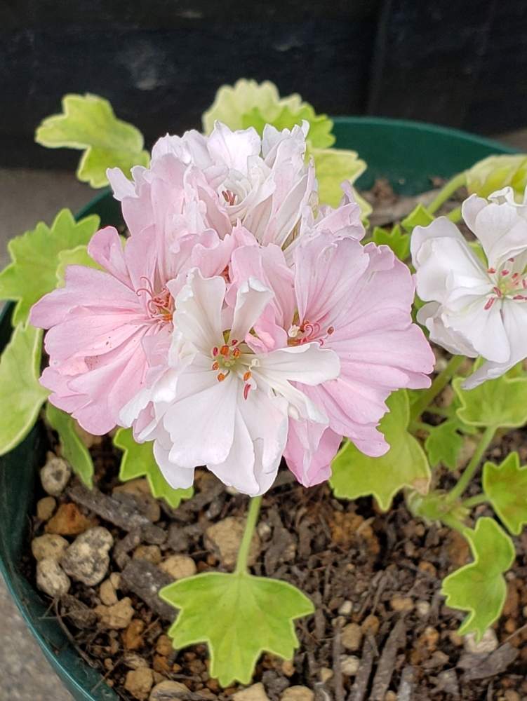 エクステリアの画像 by めるぷーさん | エクステリアとゼラニウムとお花大好き♡とピンク色と植物大好きときれいと可愛いと花のある暮らしと園芸初心者