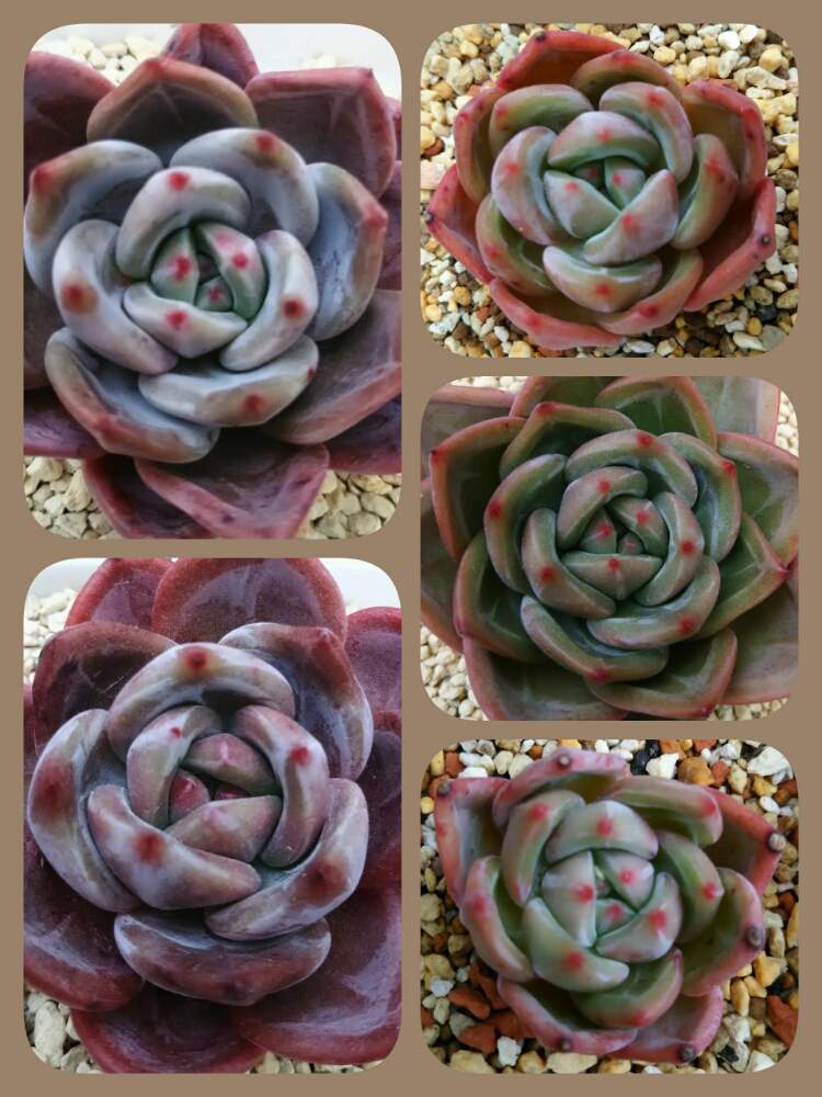 棚の画像 by Little☆Myさん | 棚とホワイトシャンペンとシャンペンとシャンペンとレッドシャンペンとパープルシャンペンと多肉植物とNO GREEN NO LIFEとsosio succulentと多肉大好きと多肉ちゃんと29cafeと多肉り隊と三重県とエケベリア属と多肉tomozouenと多肉女子とタニラーとパクさん苗と韓国苗とラクア・キアーラと花彩hanasaiとta29変態