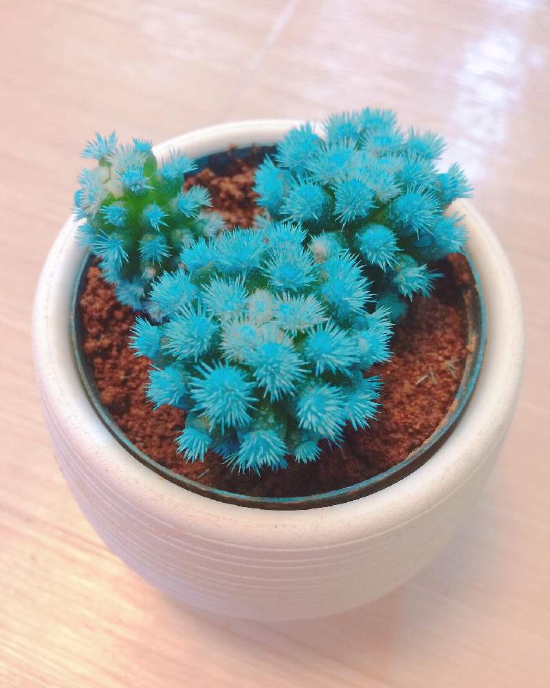 部屋の画像 by MASTERS OF CACTUSさん | 部屋と銀手毬と明日香姫と多肉植物と多肉男子とサボテン科とcactusとサボテン小鉢と植物のある暮らしと植物好きと繋がりたいと多肉大好きと植物だいすきとマミラリア銀手毬と多肉植物とサボテンとマミラリア属とサボテン・明日香姫と多肉多肉多肉とsucculent plantsとsucculentと多肉植物 多肉の有るくらしとveggie+と赤松種苗