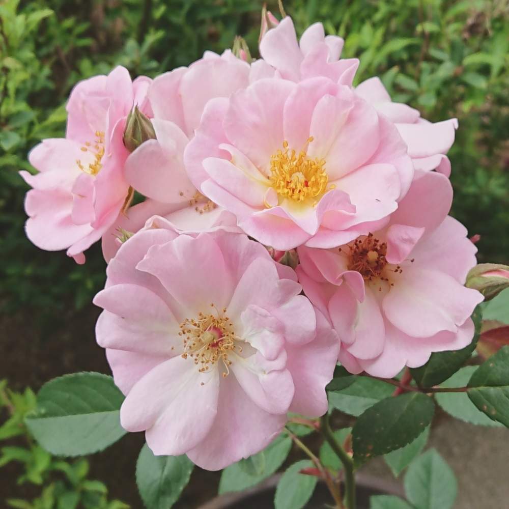 小さな庭の画像 by レイニーブルーさん | 小さな庭とHTCとキュンキュン乙女倶楽部とばら バラ 薔薇とカインズバラコンテスト2019と薔薇愛同盟と薔薇に魅せられてとバラ大好きと2019春バラ RainyBlueGardenと癒されるとフラワーガール バラと花のある暮らしと薔薇♪とpostを忘れていたシリーズ