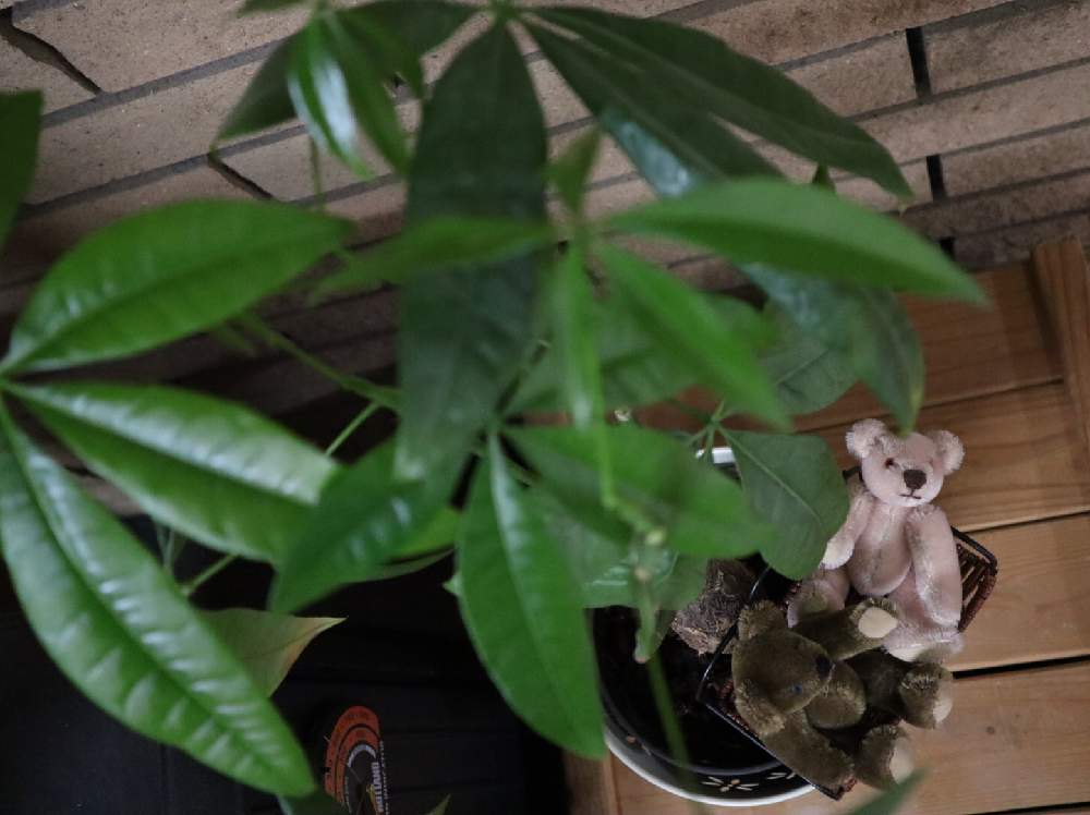 部屋の画像 by ゆみじんさん | 部屋とパキラと100均のパキラと観葉植物とスマホで撮影と テディベアと手づくり