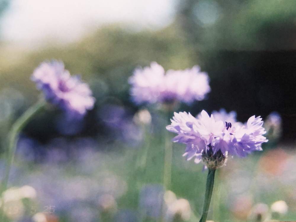 お出かけ先の画像 by richrichさん | お出かけ先とヤグルマギクと昭和記念公園とminorinophotoと写真と素敵な休日とMINOLTAと一眼レフと植物とfilmとまだまだ初心者とお花の目線とかわいいと玉ボケ