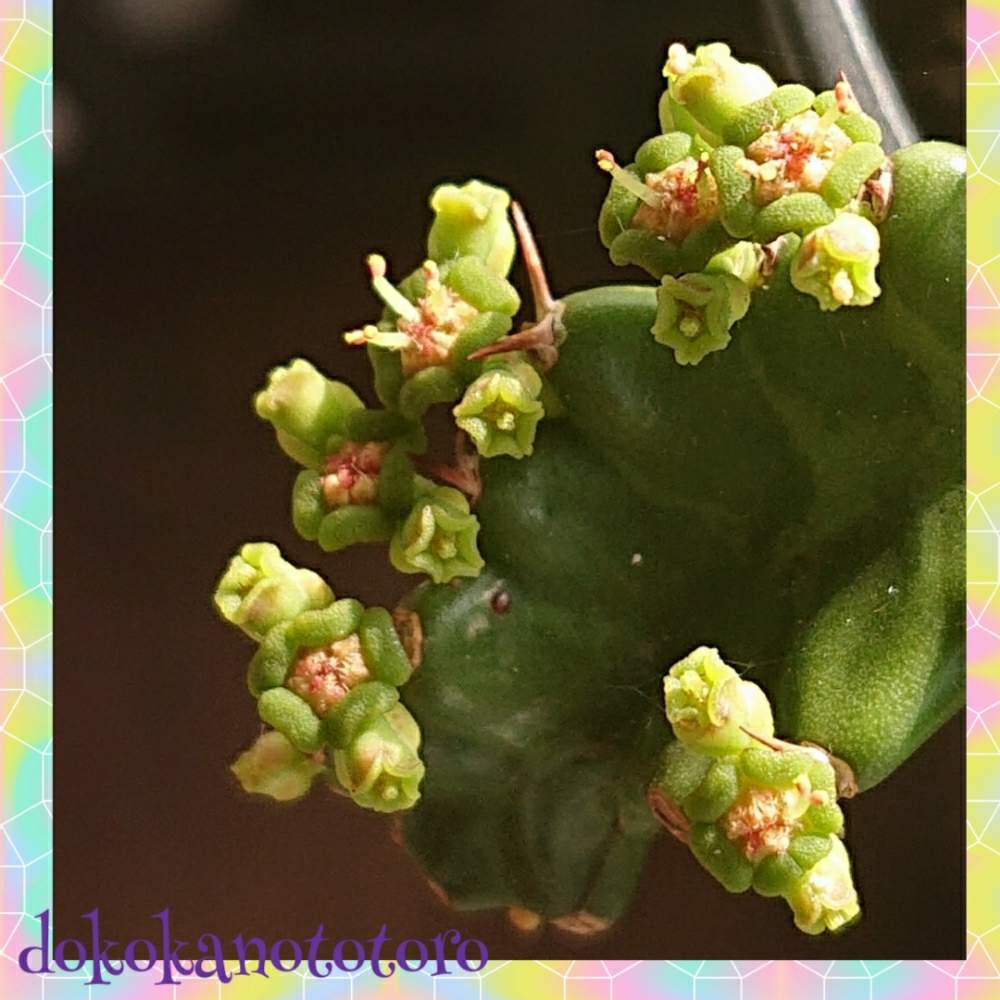 車庫の画像 by イエローフィンガーさん | 車庫とユーフォルビア飛竜と飛竜とEuphorbia stellataと2019の一枚と千葉県とタコものとマイコレクションと高級タコとコーデックスとユーフォルビアタコ物と植中毒とユーフォルビア 飛竜と多肉植物とサボテンと塊根植物とわが家の多肉さんとEuphorbia stellataと珍奇植物とユーフォルビアと千葉タニラーとマイブームとビザールプランツ