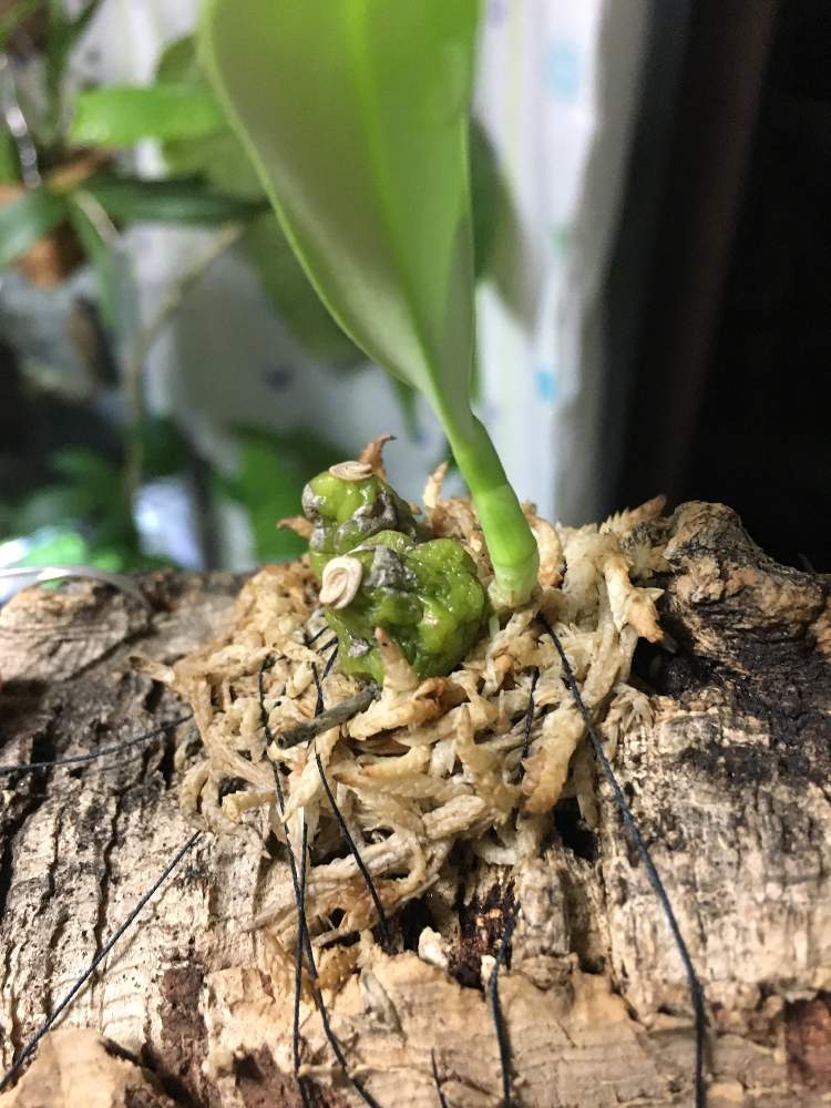 バルコニー/ベランダの画像 by pernampucoさん | バルコニー/ベランダとBulbophyllum wallichiiとバルボフィラムとプロペラとベランダガーデンと着生蘭とコルク着生とへんてこと花のある暮らし