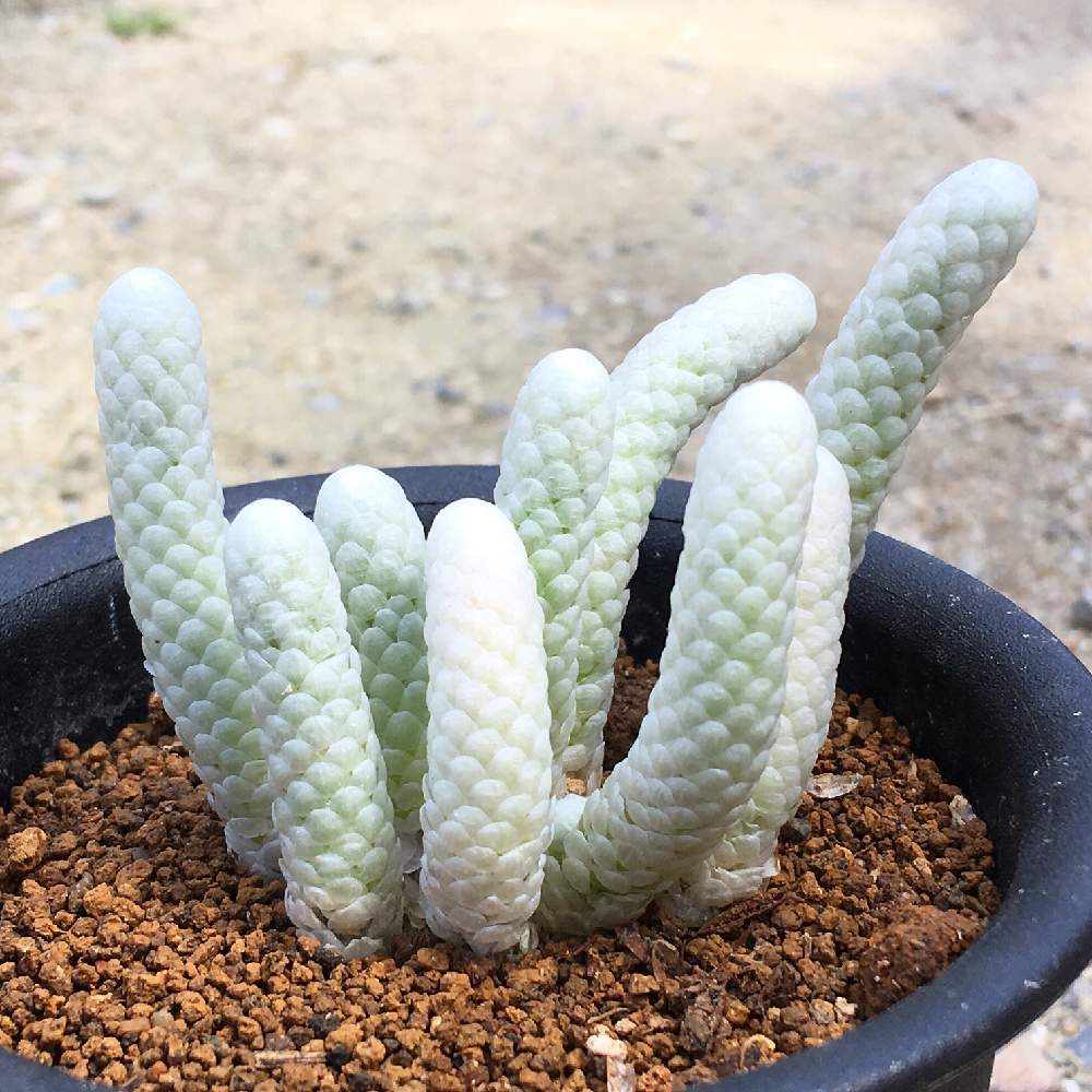 の画像 by 多肉植物専門店 RuPo“ルポ”さん | 令和最初の植物とアボニアとRUPOとサボテン*"とセダム可愛いセダムセダムとRuPoさんと和歌山と和歌山県とパピラケア。とアフリカ 亀甲竜とアボニア属とサボテンの寄せ植えとGreenSnapmarcheとセンペルバニラシフォンと韓国苗とアボニア・パピラケア
