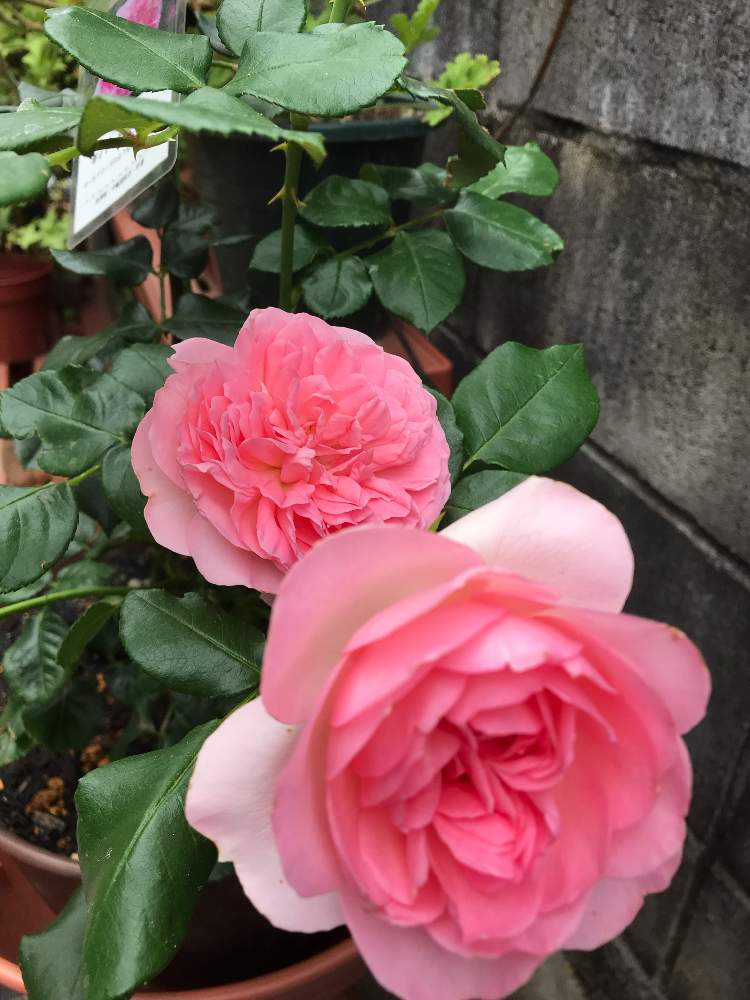 小さな庭の画像 by きゃらめる©︎さん | 小さな庭とギィドゥモーパッサンとばら バラ 薔薇とバラが咲いたよとピンク❤︎ピンクとメイアンと可愛いと花のある暮らしとお花が咲いたとばら 薔薇 バラとバラ・ミニバラとバラ薔薇ばらら~❤️