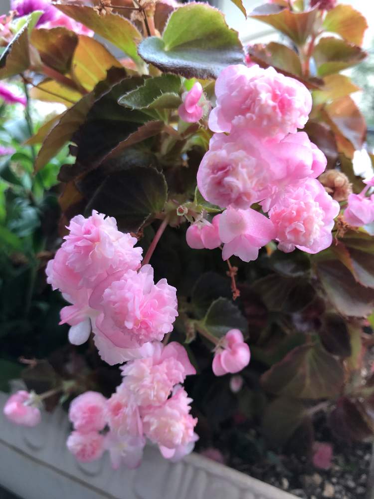 バルコニー/ベランダの画像 by aromaさん | バルコニー/ベランダと植物のある暮らしといつもありがとう♡とピンク❤︎ピンクとベゴニアタブレット☆と花のある暮らしとバルコニスト