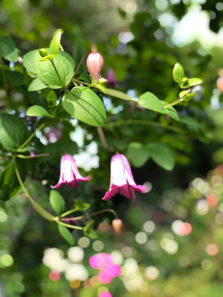お出かけ先の画像 by kyonさん | お出かけ先とクレマチスワールドとおでかけとピンクの花とタコさんウインナーとgarden cafeと癒しと美しいとポートレートと素敵な時間とgarden cafe green roseと花のある暮らしとかわいいと素敵とiPhone撮影