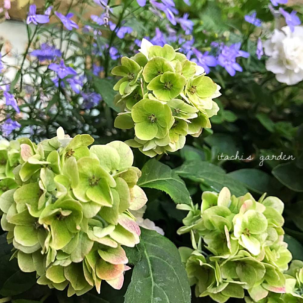 玄関の画像 by itachiさん | 玄関と植物のある暮らしとバスケットとお花大好き♡と寄せ植えとガーデニング大好き❤️と植物大好きと花のある暮らしとヤマアジサイ