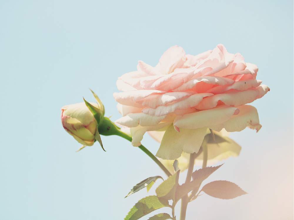 小さな庭の画像 by シンシアさん | 小さな庭とピェール・ドゥ・ロンサールとピンク ぴんく Pinkとばら バラ 薔薇とカインズバラコンテスト2019とバラ・ピエールドゥロンサールとピンク❤︎ピンクとナチュラルインテリアとGreenSnapmarcheとナチュラルスタイルとガーデニングと花のある暮らしと薔薇♪とバラ・ミニバラ