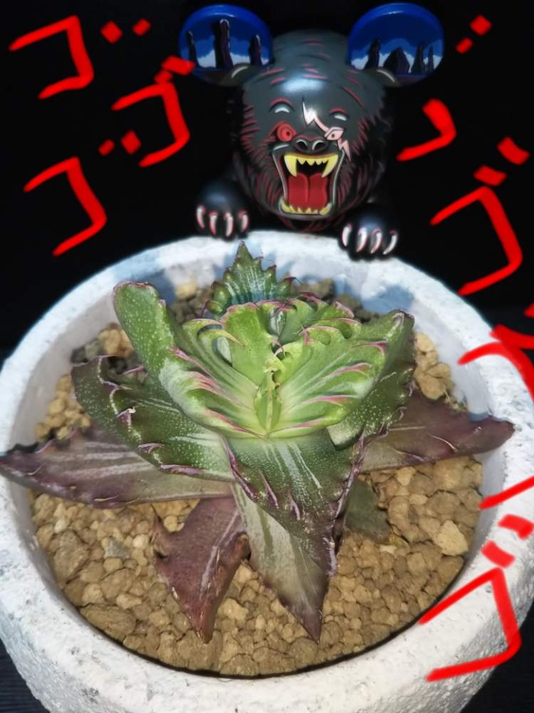 の画像 by crazypig405さん | 斑入りフォーカリアとフォーカリアと多肉植物と斑っ斑っ斑 Crazyとおひとりさま多肉と狂豚日記とエンゲイ係数高めと植中毒と狂豚の独り言と地獄より愛をこめてとタニラーと斑入り葉っぱと地獄の底からと珍奇植物と斑狂い!と斑入り。とタニクちゃんと斑入り愛好家と斑入り萌え❣️