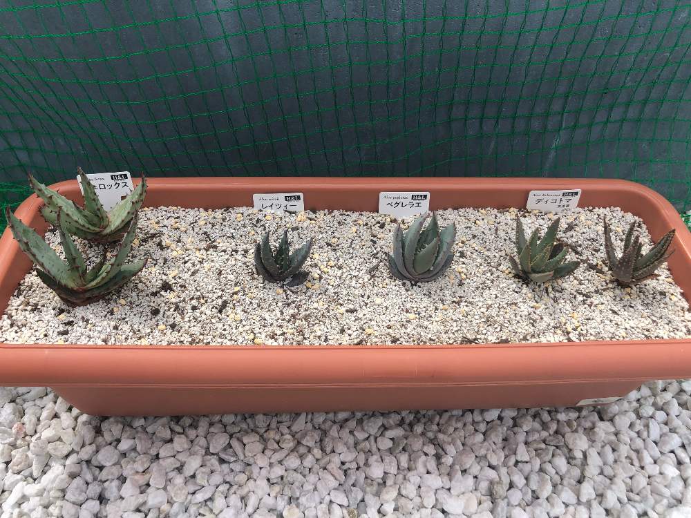 広い庭の画像 by rrtaさん | 広い庭とアロエ科と植物のある暮らしとカッコいいとボタニカルライフとスタイリッシュとグリーン!グリーン!グリーン!とオシャレとGS映えと植中毒とアロエ・ディコトマと成長記録と子株とトゲトゲのある暮らしといやされるとかわいいな♡とさわやかとビザールプランツと記録用と素敵