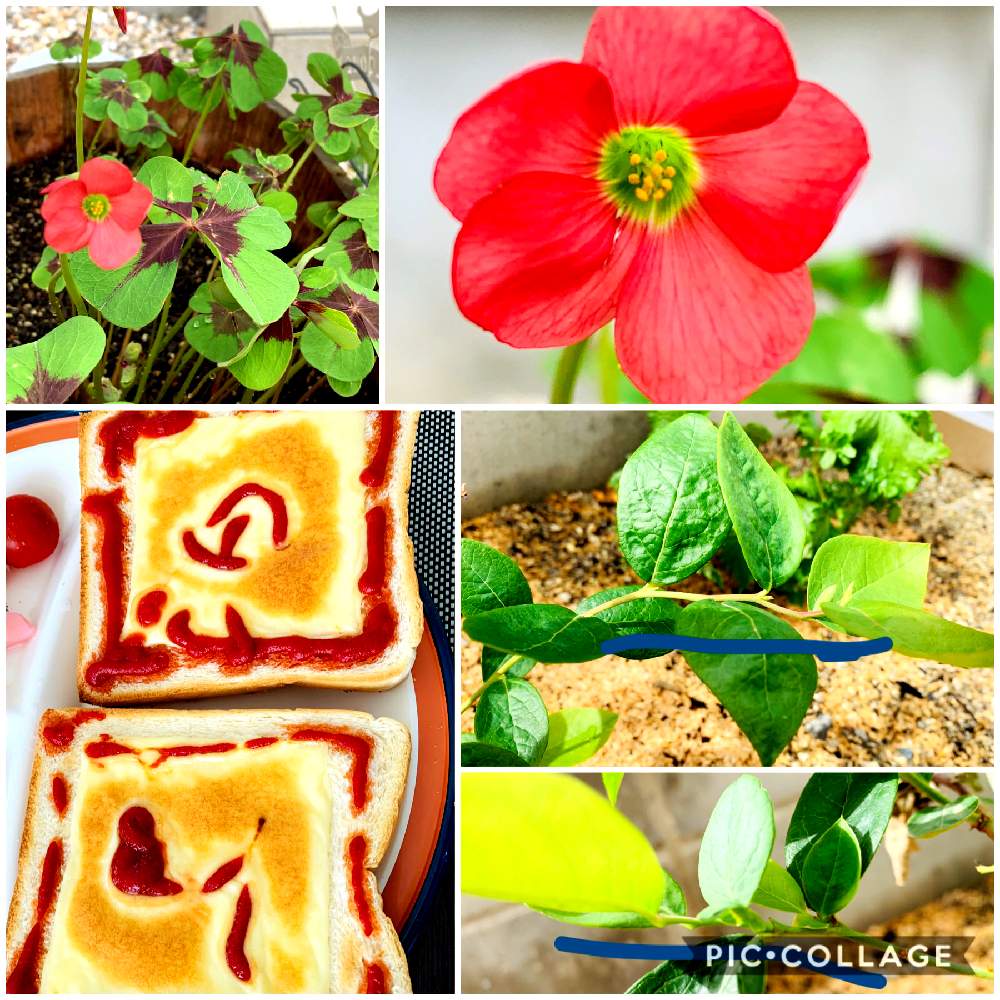 玄関の画像 by FFさん | 玄関とブルーベリーと四つ葉のクローバーと愛知県と観葉植物と弱くなったと四つ葉のクローバー♪と果実とガーデニングと花のある暮らしとかわいいと家庭菜園奮闘日記と玄関先と地植え