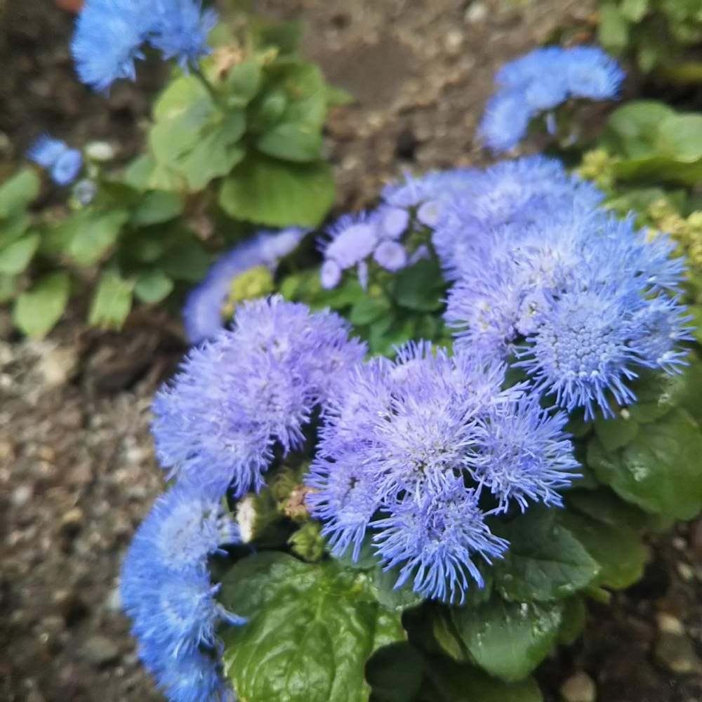 小さな庭の画像 by **まるる**さん | 小さな庭とアゲラタムとみどりのある暮らしと我が家の花壇のお花とステキ☆と癒しとお庭を彩るお花・樹木フォトコンと紫色の花ときれいとGSミニモニ。と植中毒と小さい花と花のある暮らしとお花とかわいいな♡と癒しのひと時と咲いた!