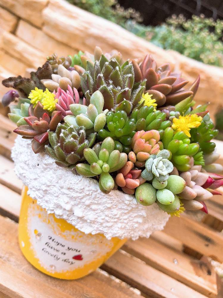小さな庭の画像 by まぁぷるさん | 小さな庭と多肉植物とよせ植えと容舞后さんの鉢♥と 多肉いろいろと植中毒とリメ鉢とゆるキャラ倶楽部と多肉寄せ植えとちまちま寄せ
